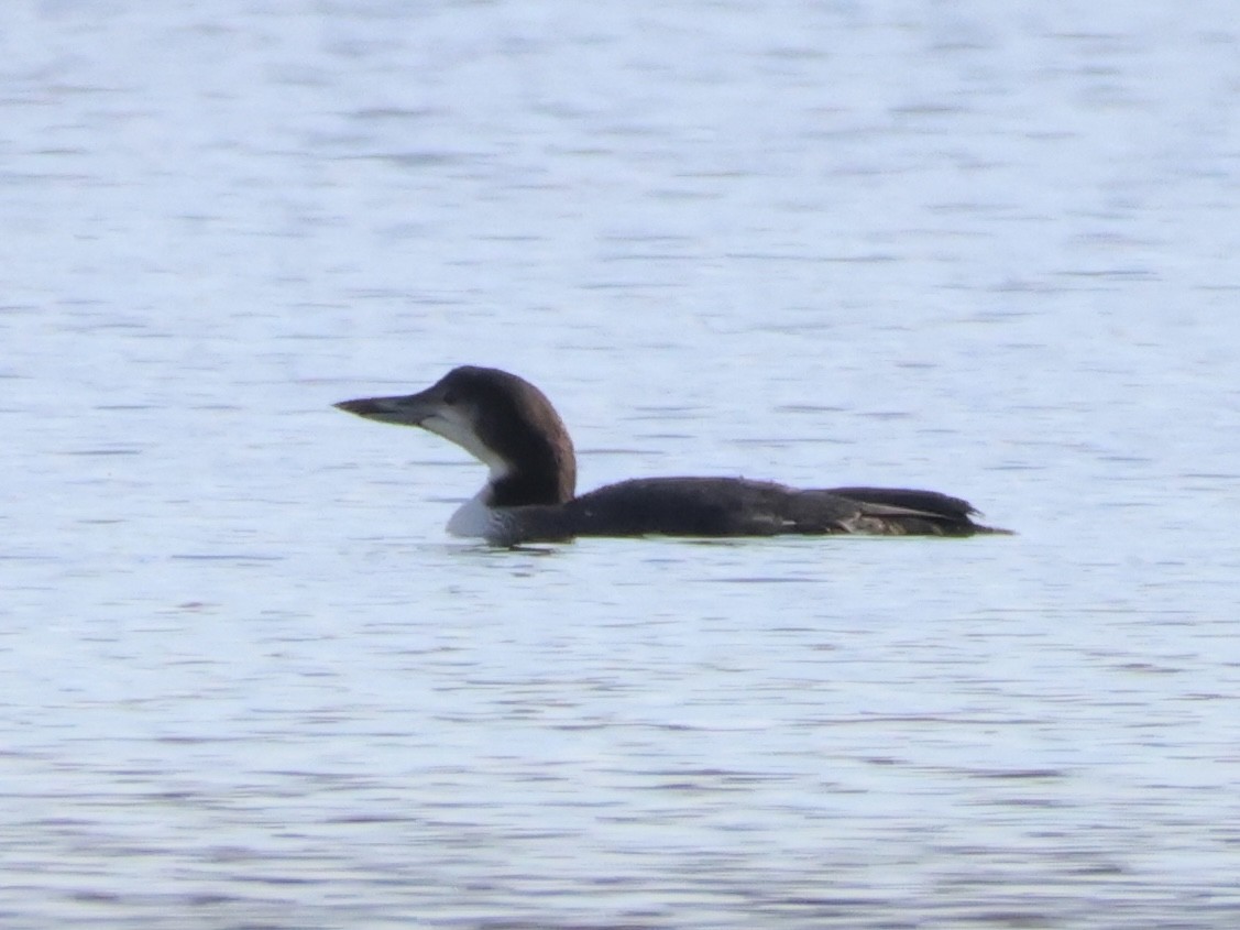 Common Loon - ML644533371