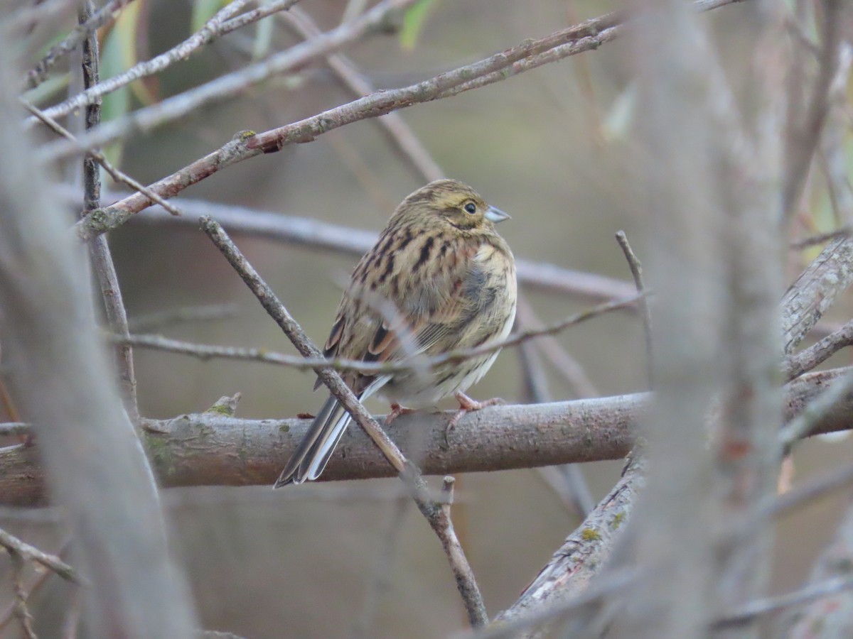 Cirl Bunting - ML644533372