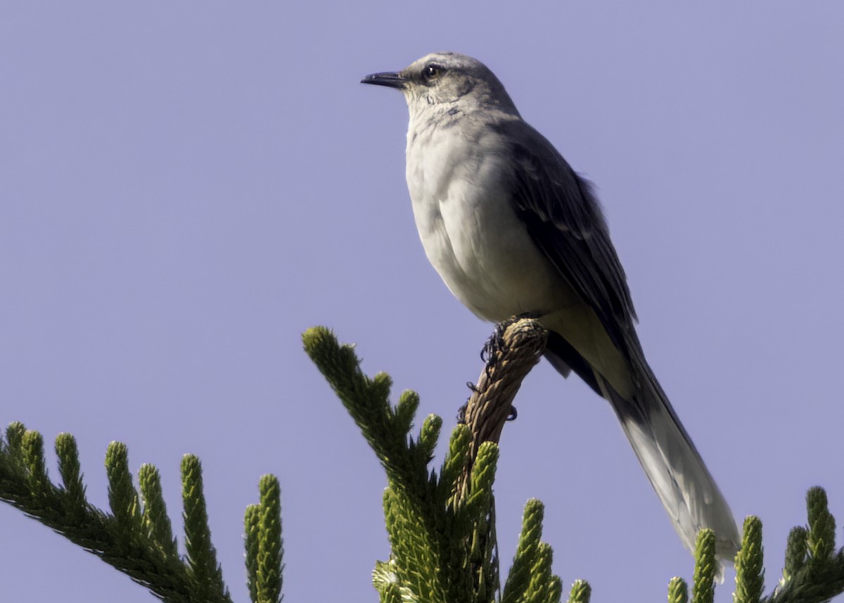 Tropical Mockingbird - ML644533373
