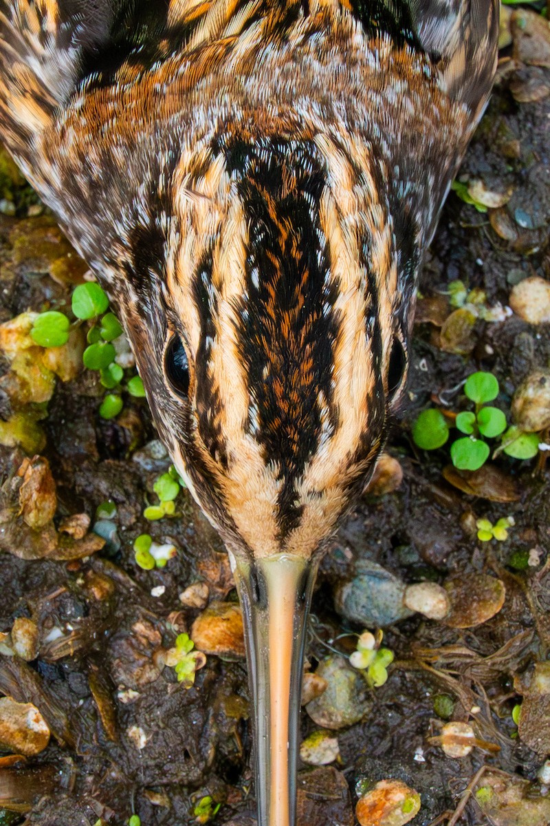 Jack Snipe - ML644533374
