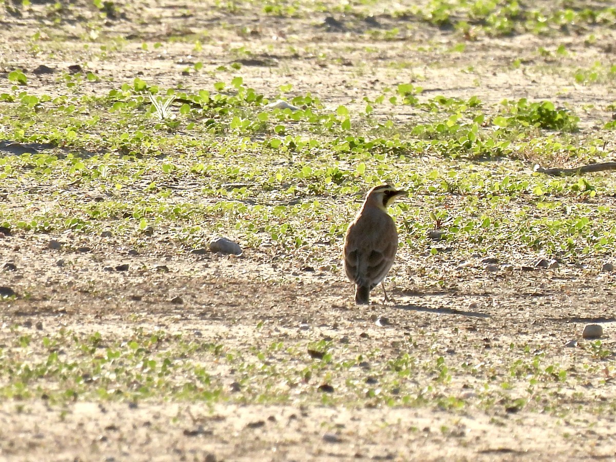 skřivan ouškatý - ML644533376