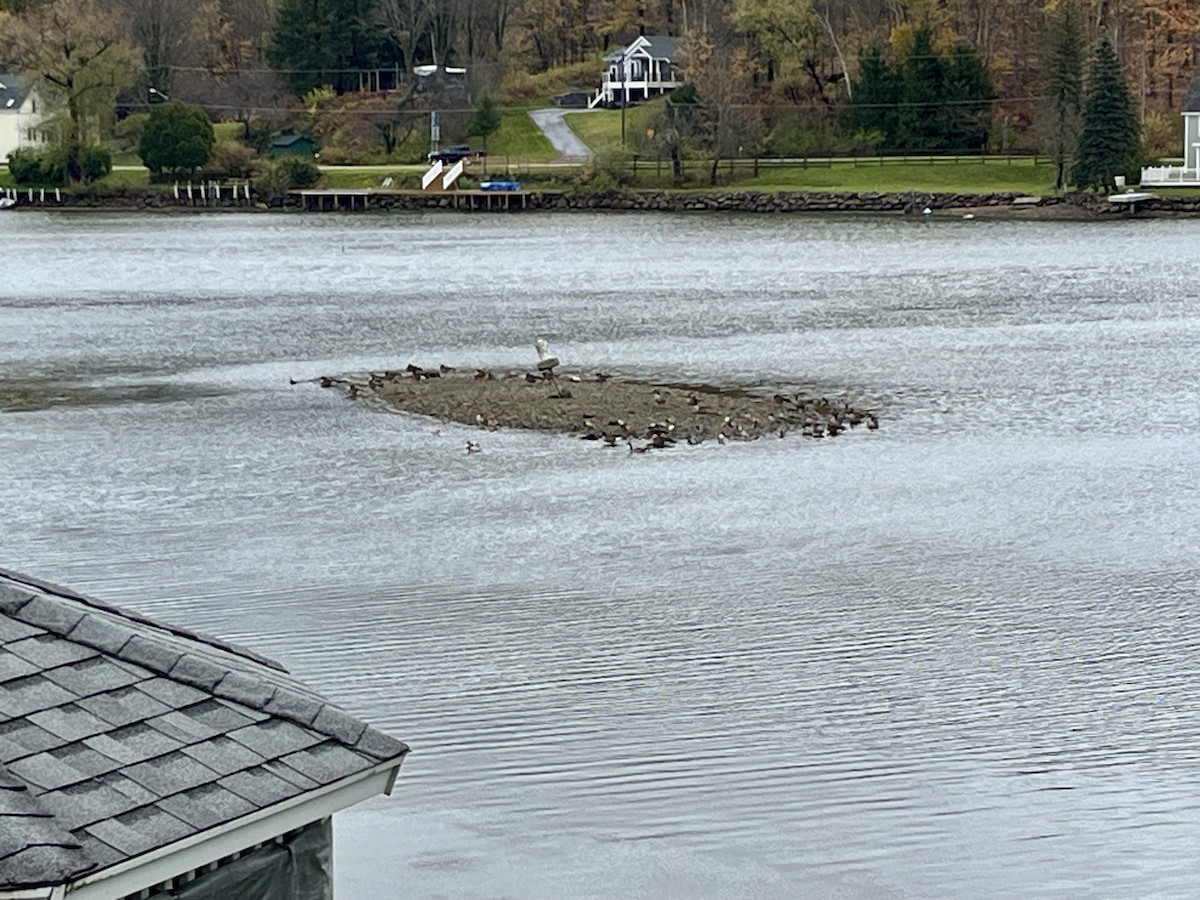 Common Merganser - ML644533377