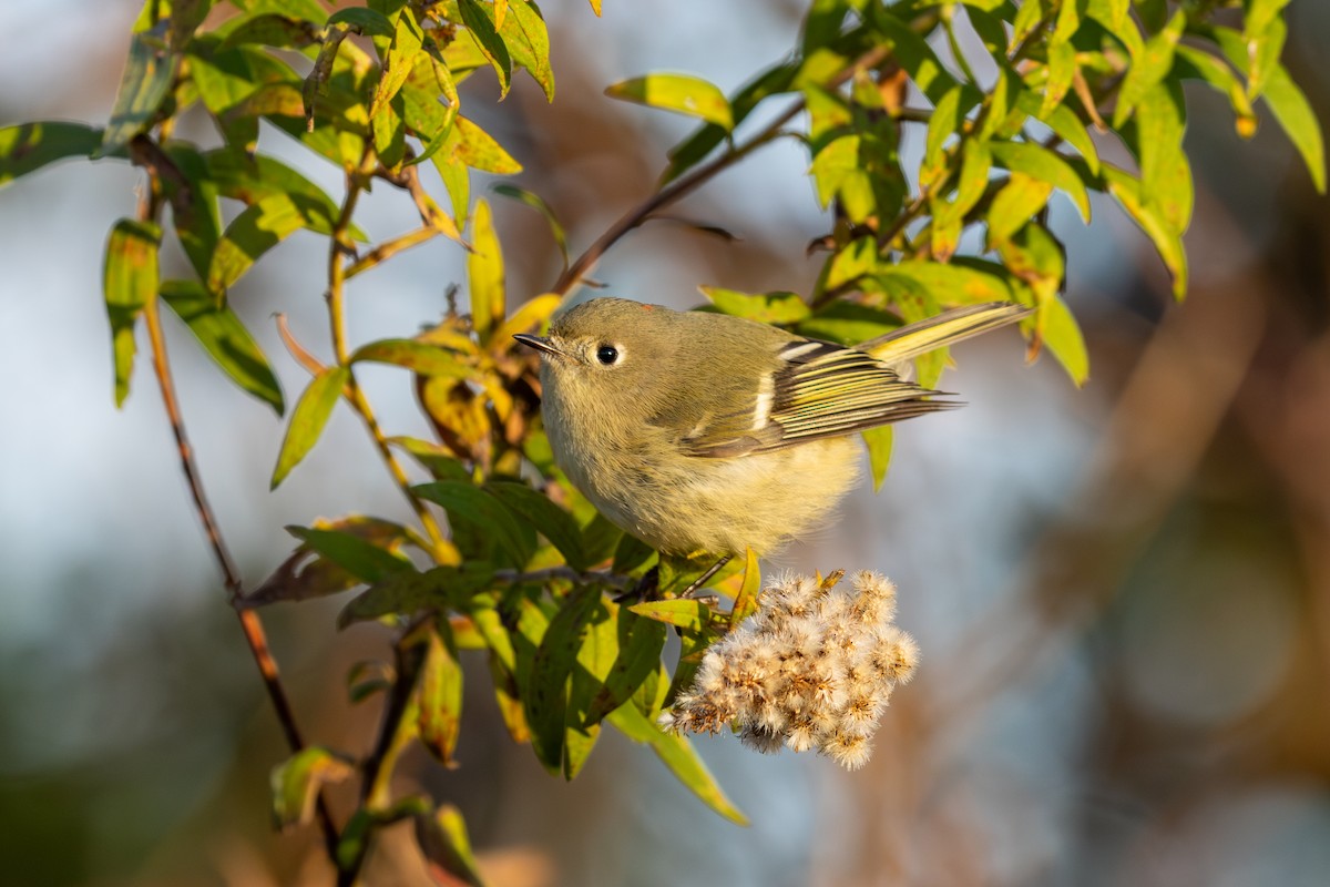 Ruby-crowned Kinglet - ML644533382