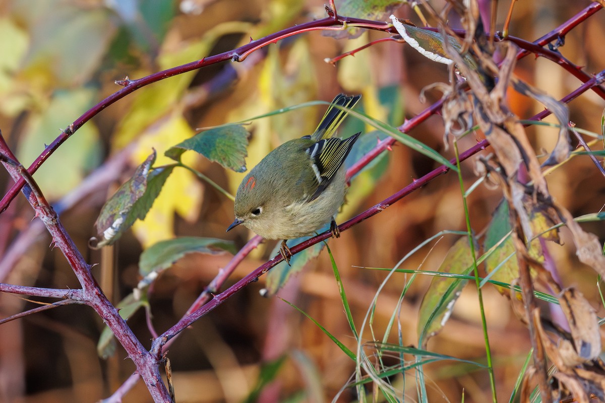 Ruby-crowned Kinglet - ML644533383