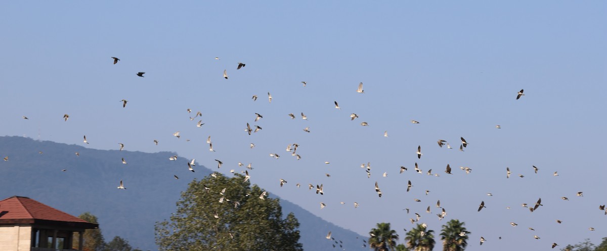 Calandra Lark - ML644533384