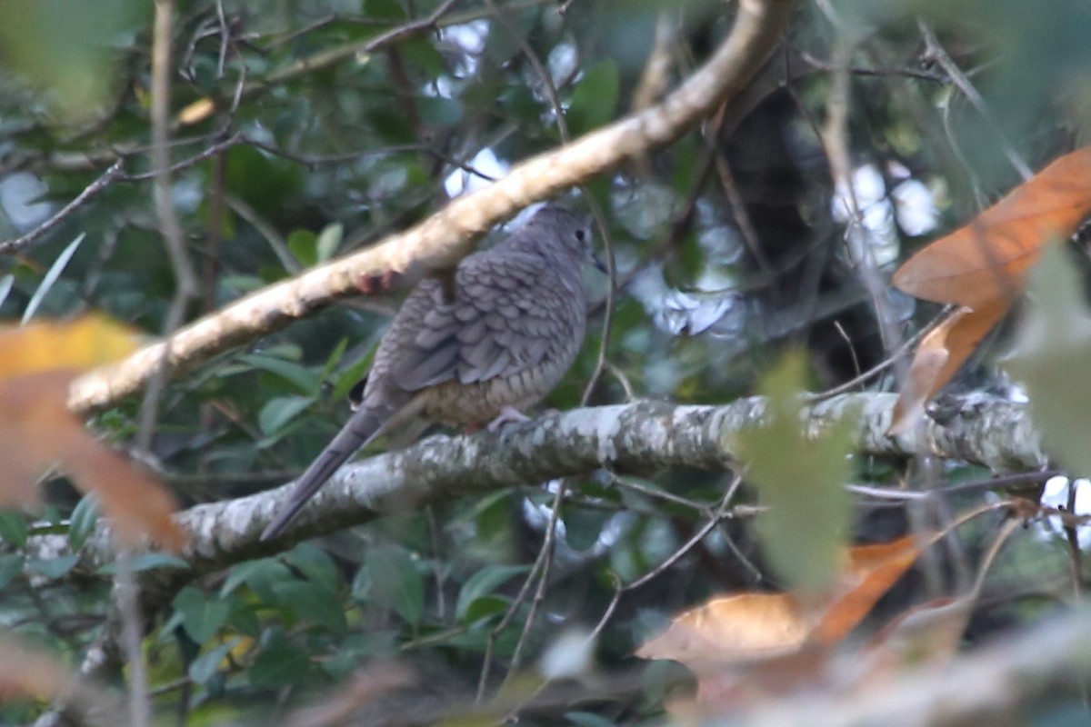 Colombe inca - ML644533385