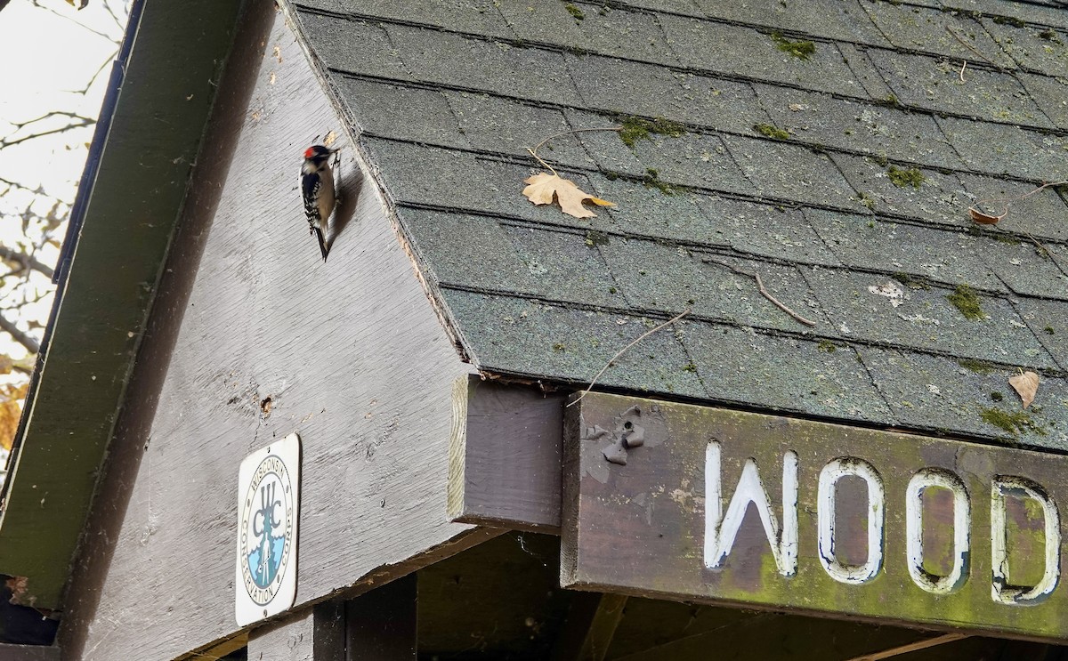 Downy Woodpecker - ML644533389