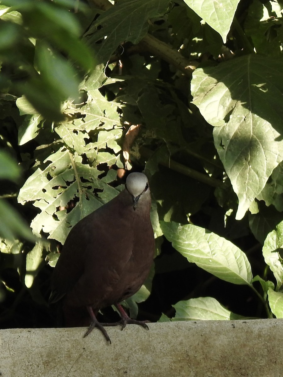 Lemon Dove - ML644533396