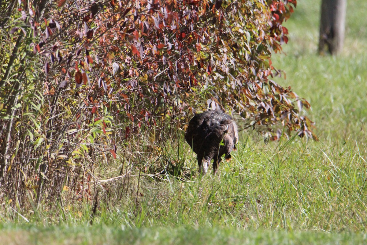 krocan divoký - ML644533399