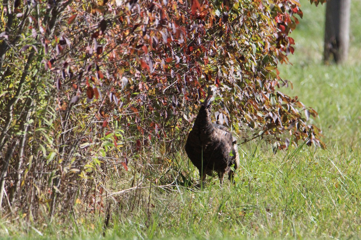 krocan divoký - ML644533400