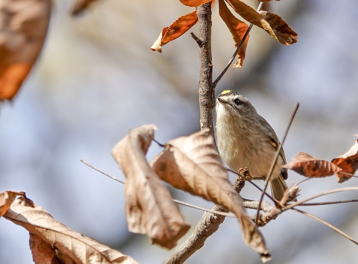 Golden-crowned Kinglet - ML644533401