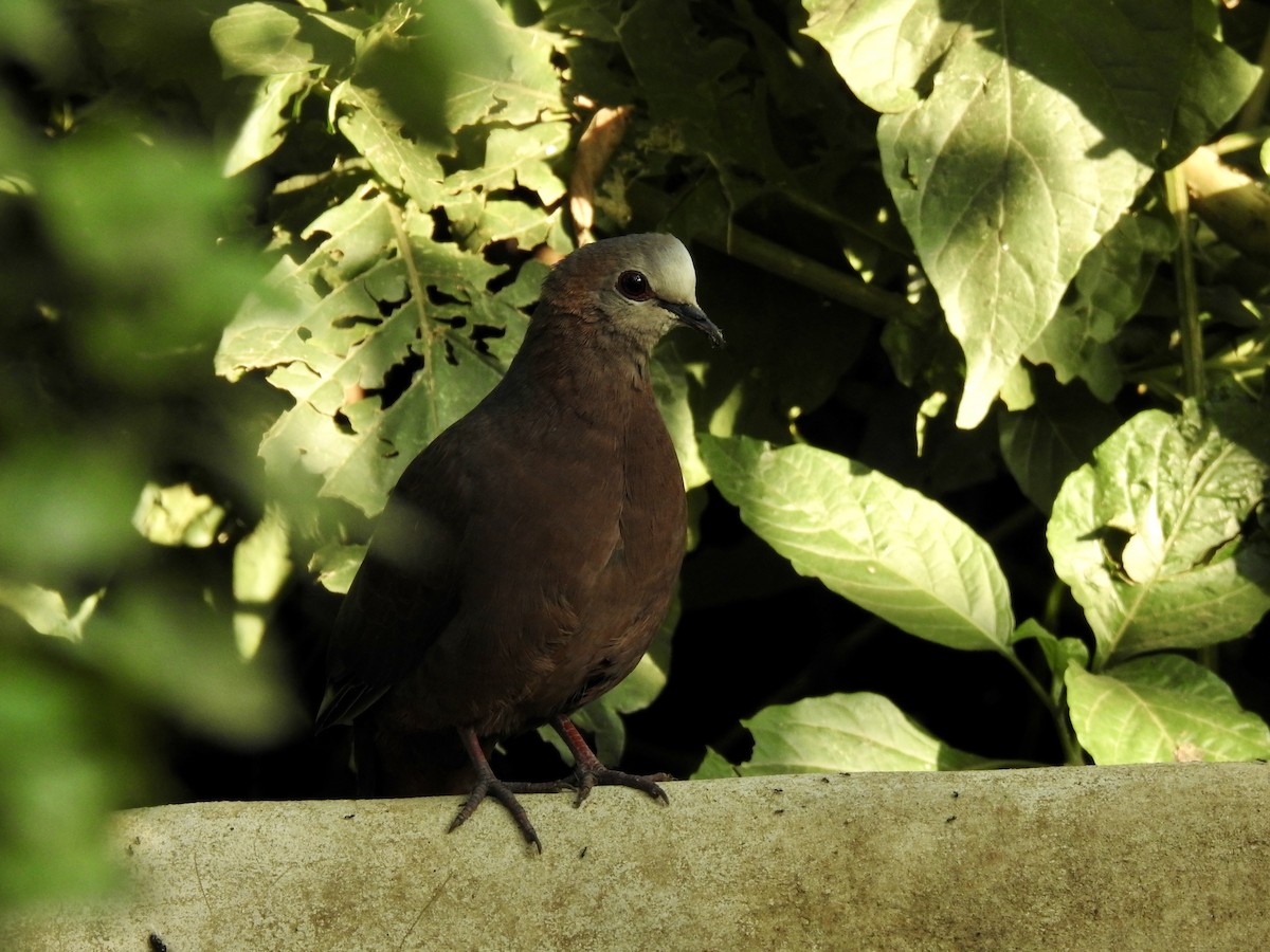 Lemon Dove - ML644533404