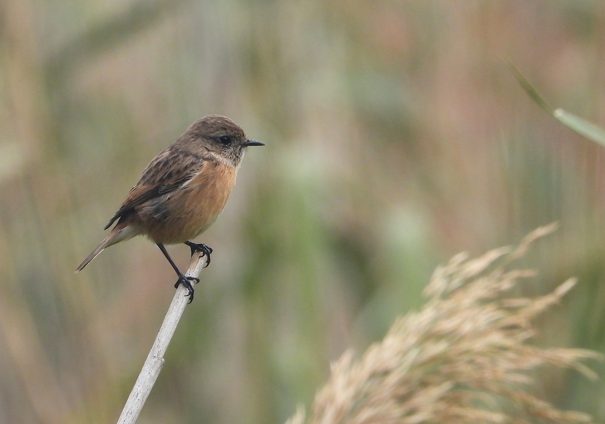 Трав'янка чорноголова - ML644533406