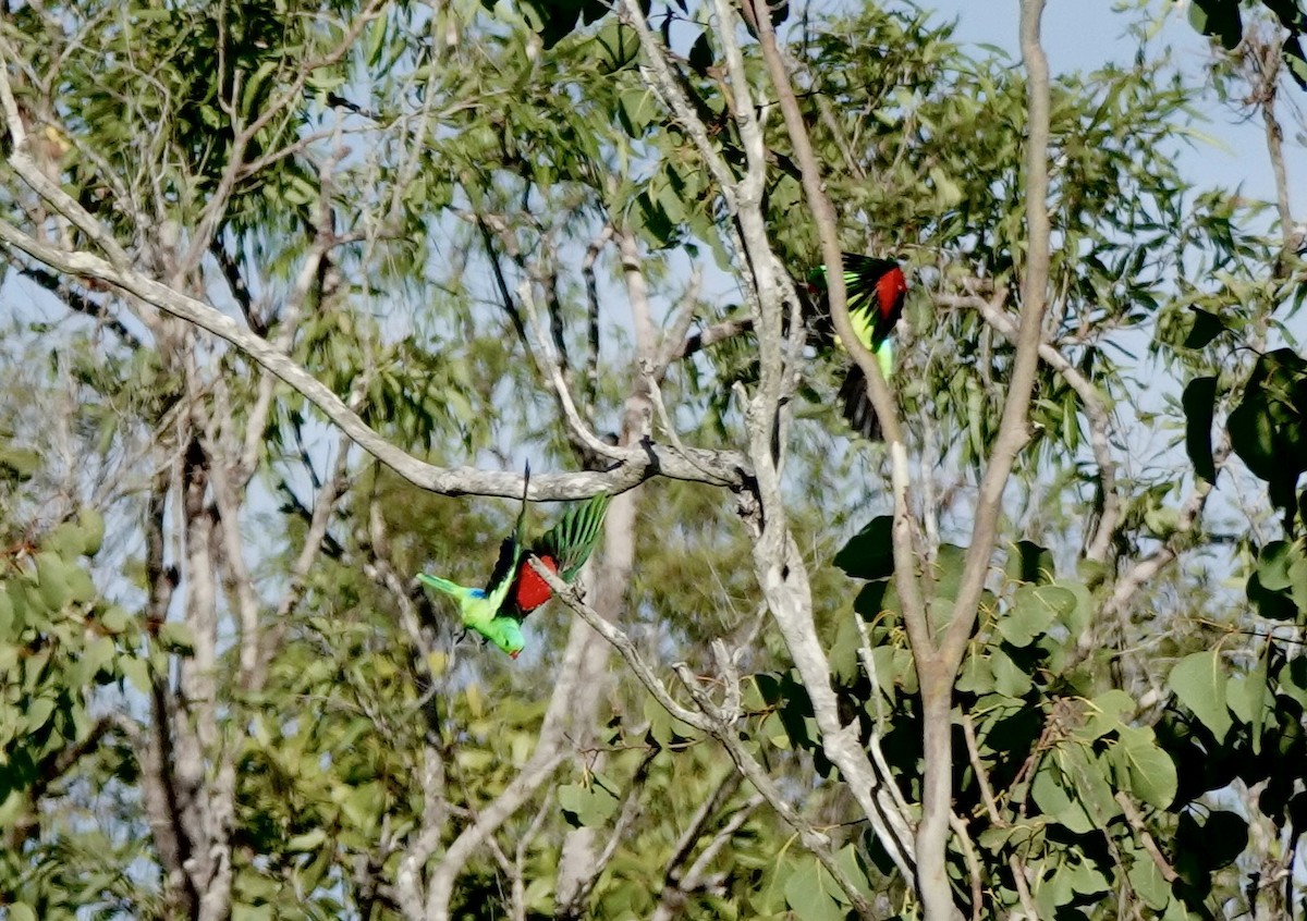 rødvingeparakitt - ML644533418