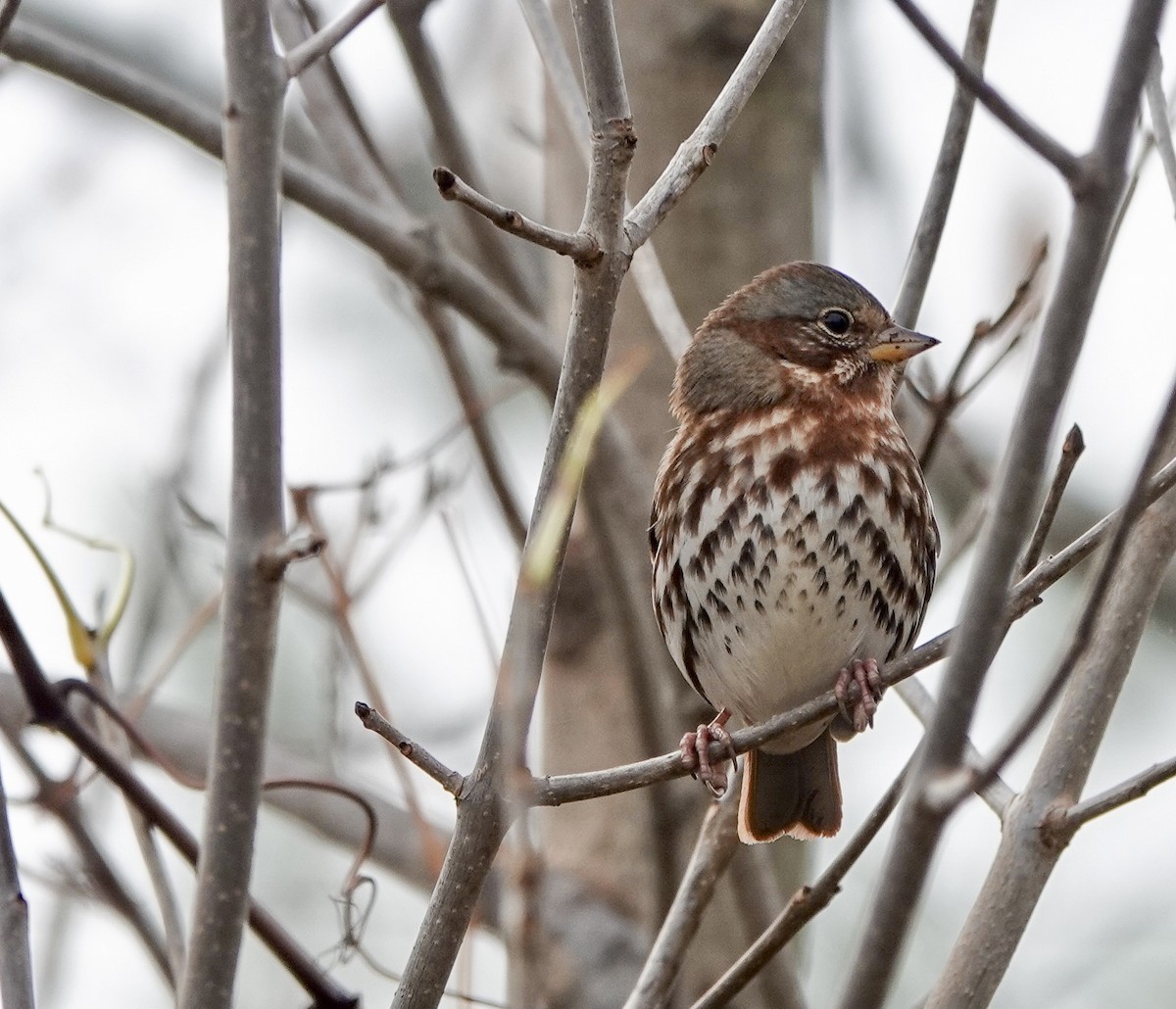 Fox Sparrow - ML644533419