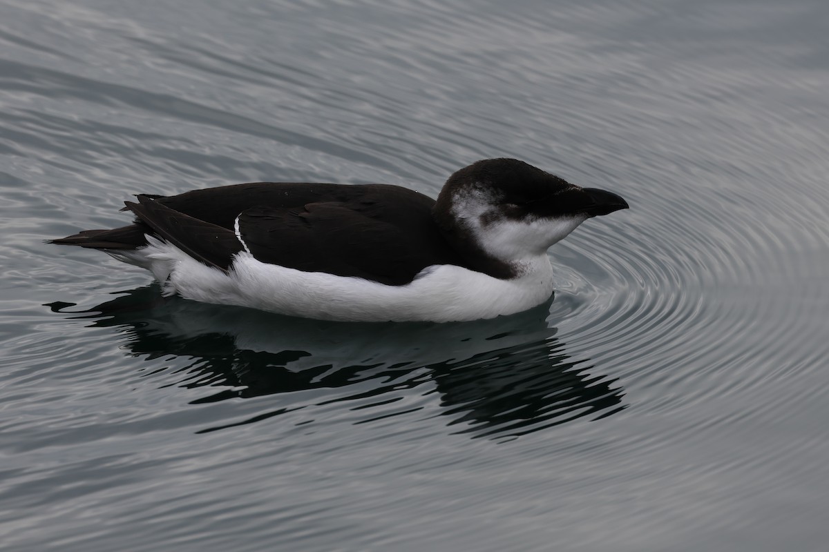 Razorbill - ML644533420