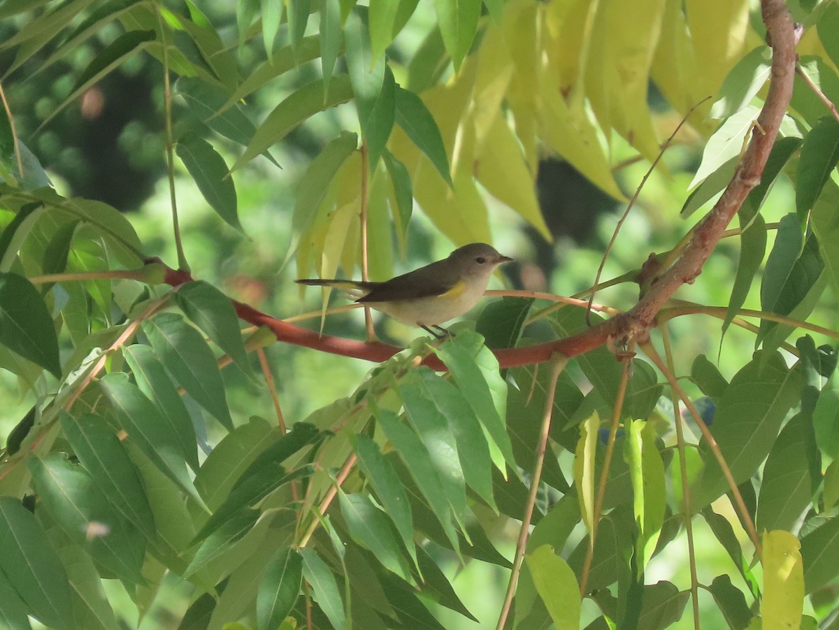 Kızıl Kuyruklu Ötleğen - ML644533422