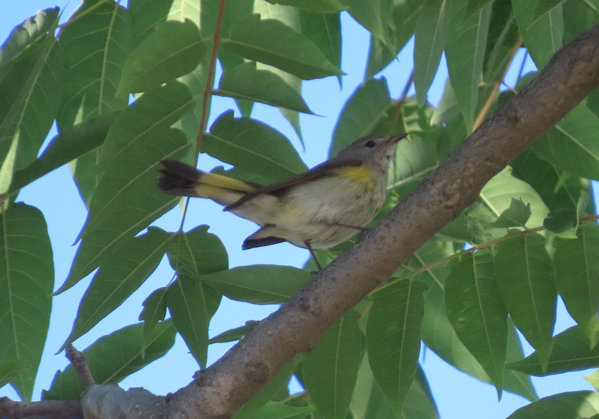 Kızıl Kuyruklu Ötleğen - ML644533423