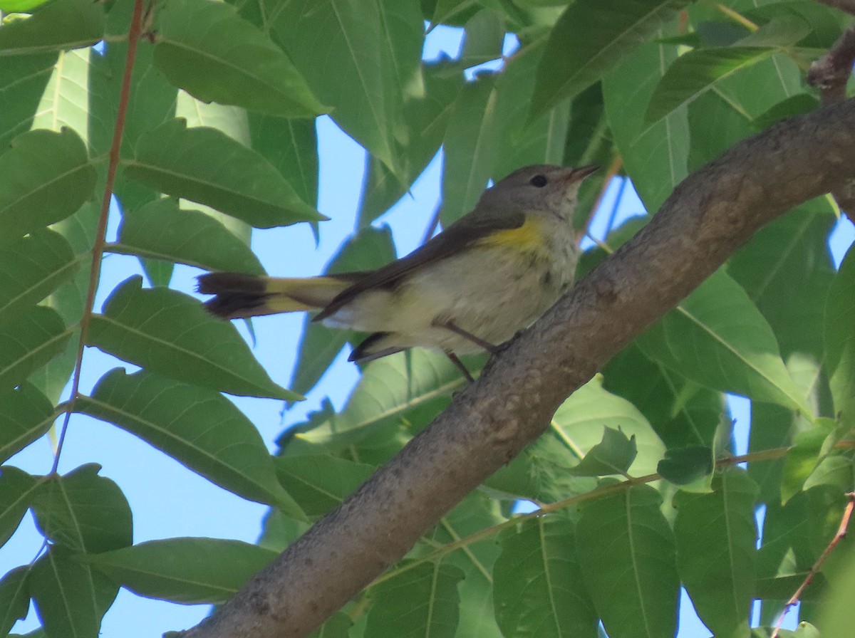 Kızıl Kuyruklu Ötleğen - ML644533425