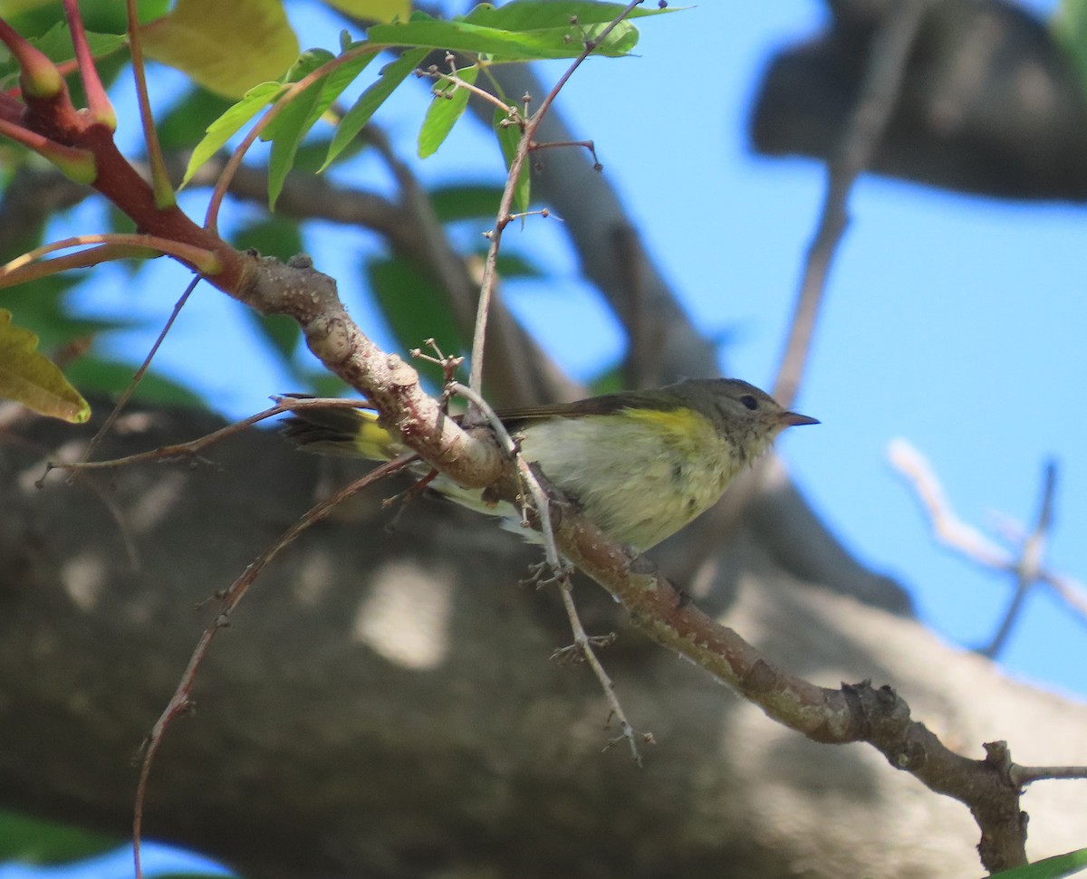 Kızıl Kuyruklu Ötleğen - ML644533426