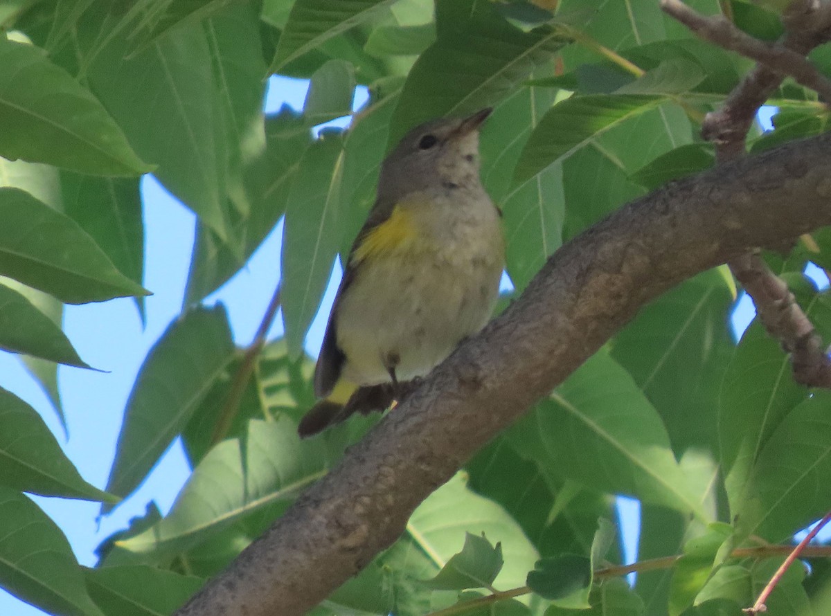 Kızıl Kuyruklu Ötleğen - ML644533427