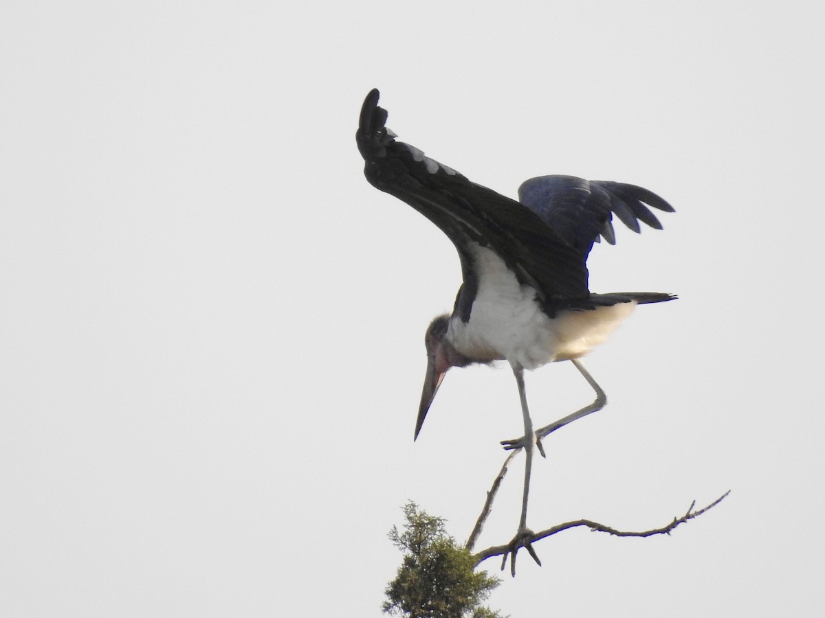 Marabú Africano - ML644533435