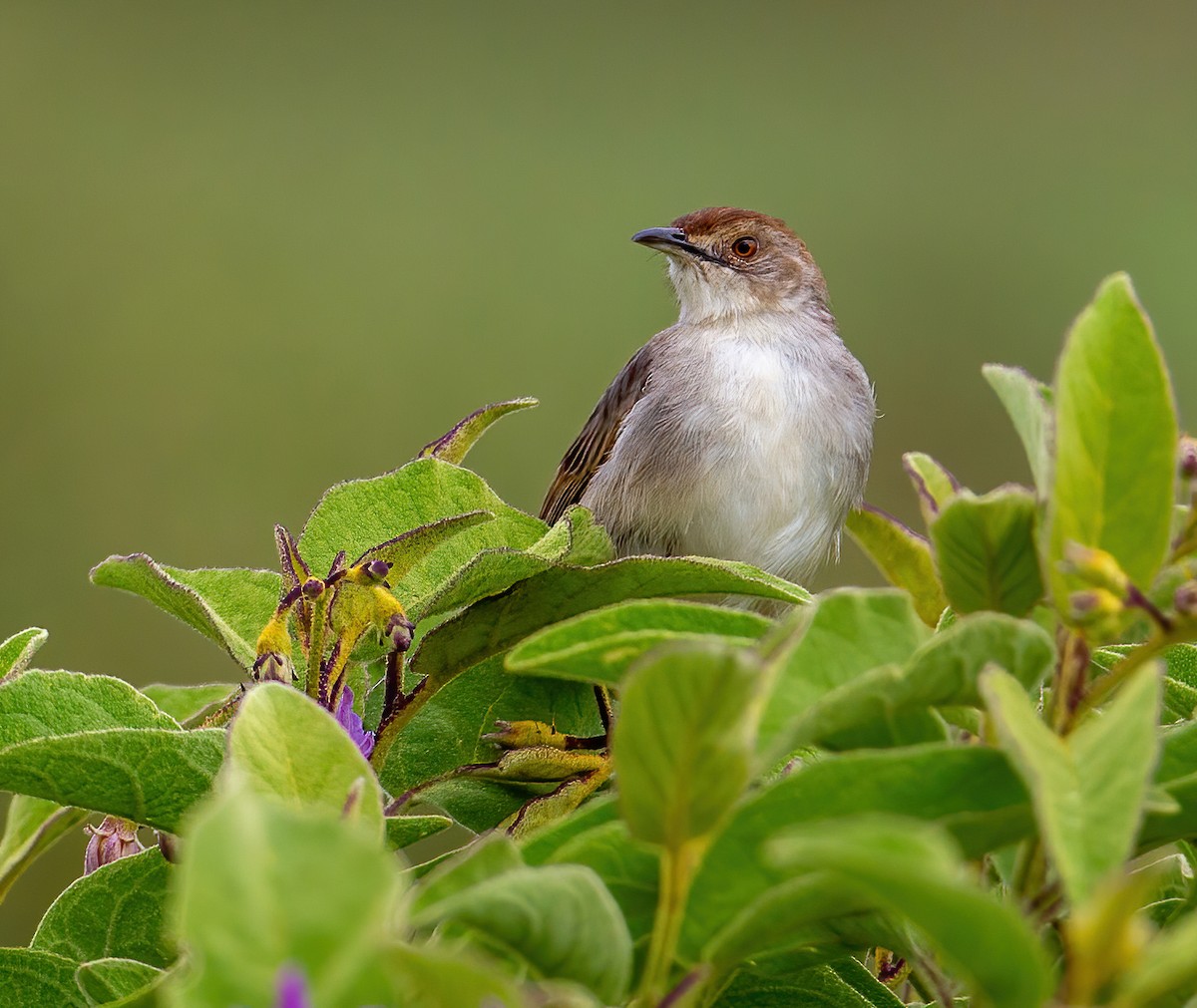 Rattling Cisticola - ML644533436