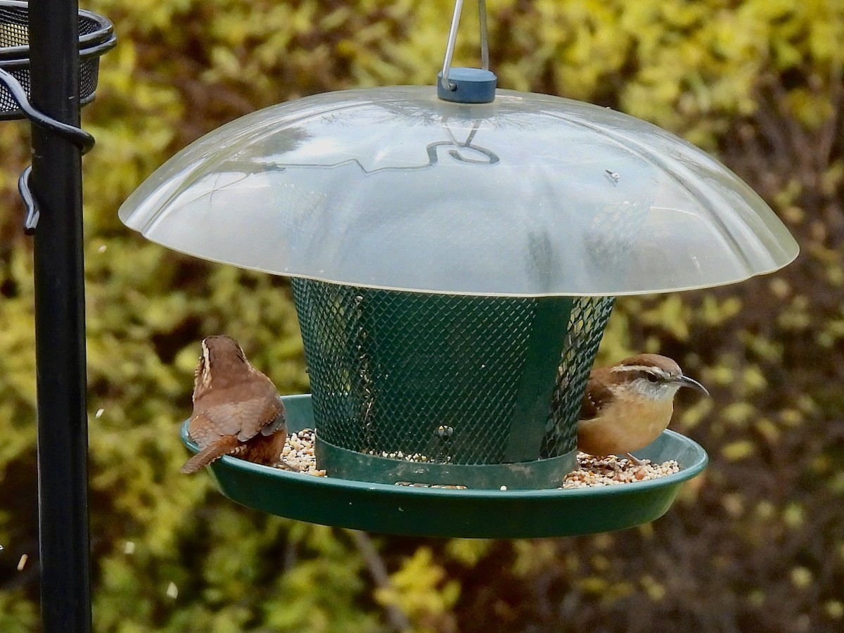 Carolina Wren - ML644533442