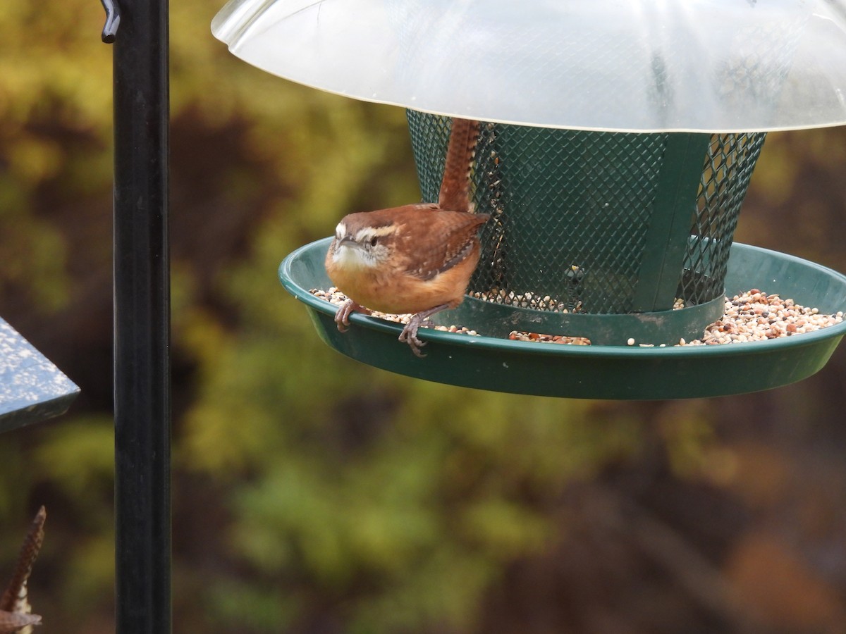 Carolina Wren - ML644533443