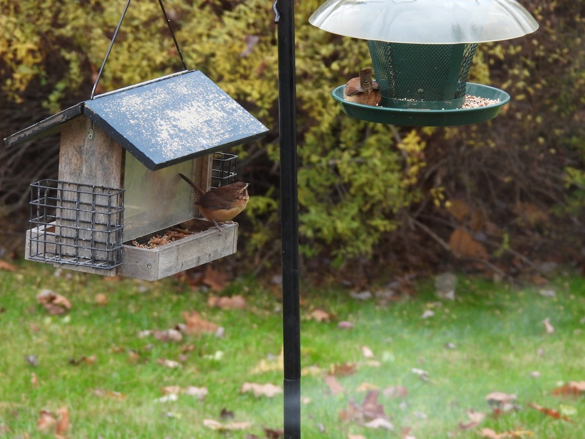 Carolina Wren - ML644533444