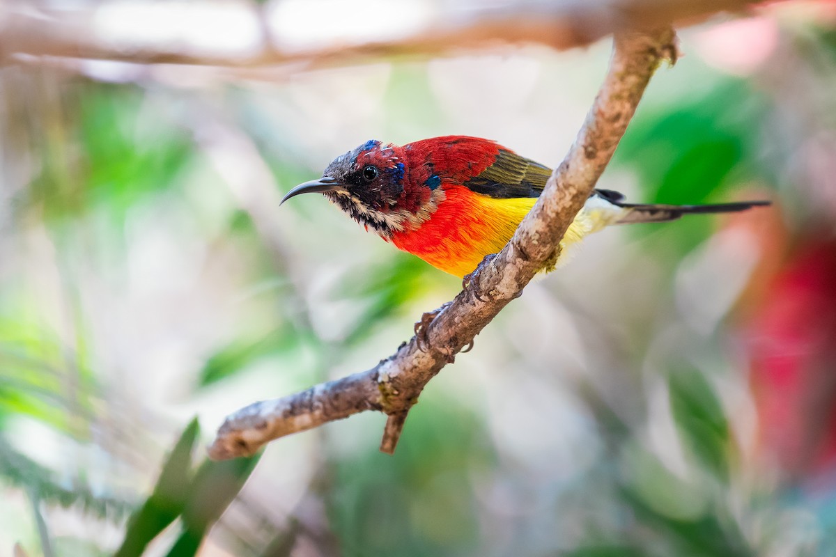 Mrs. Gould's Sunbird - ML644533446
