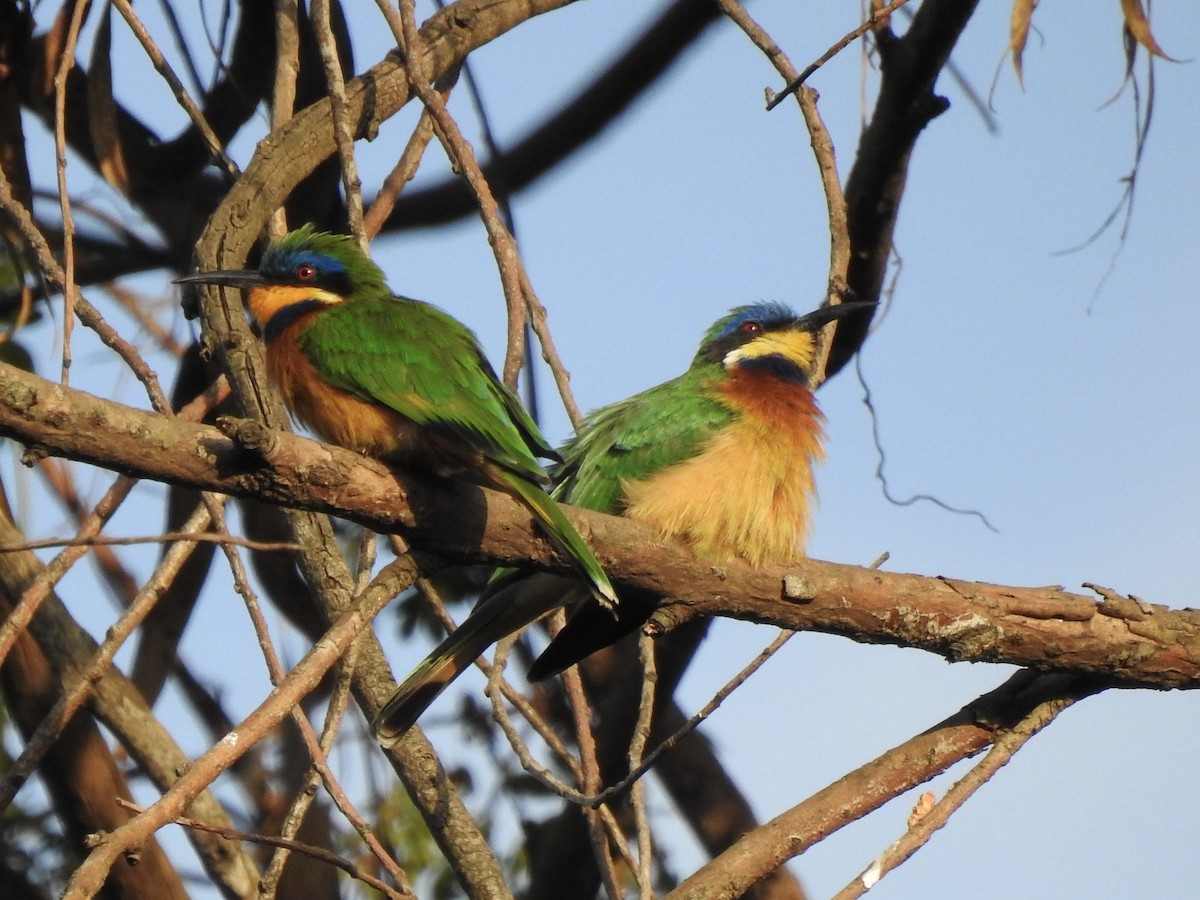 Ethiopian Bee-eater - ML644533457