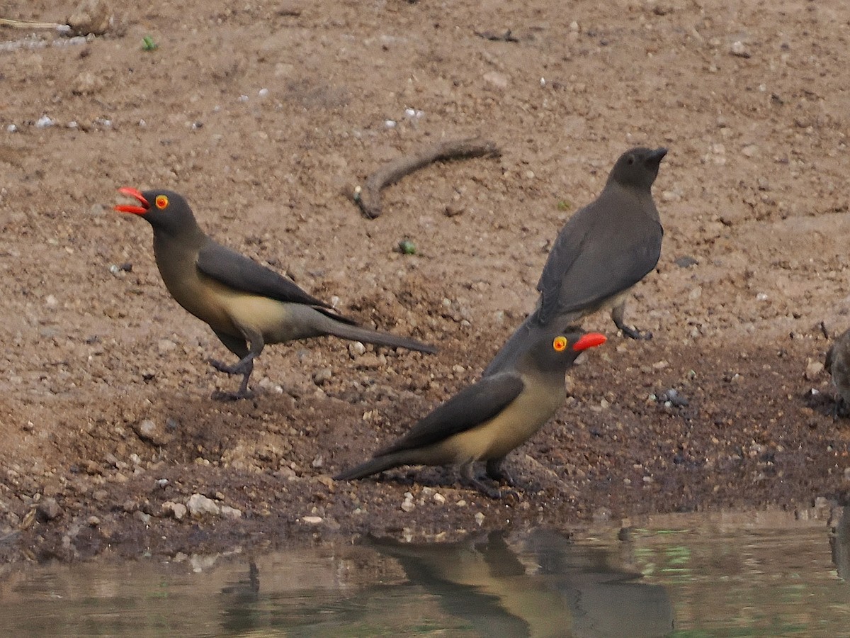 rødnebboksehakker - ML644533459