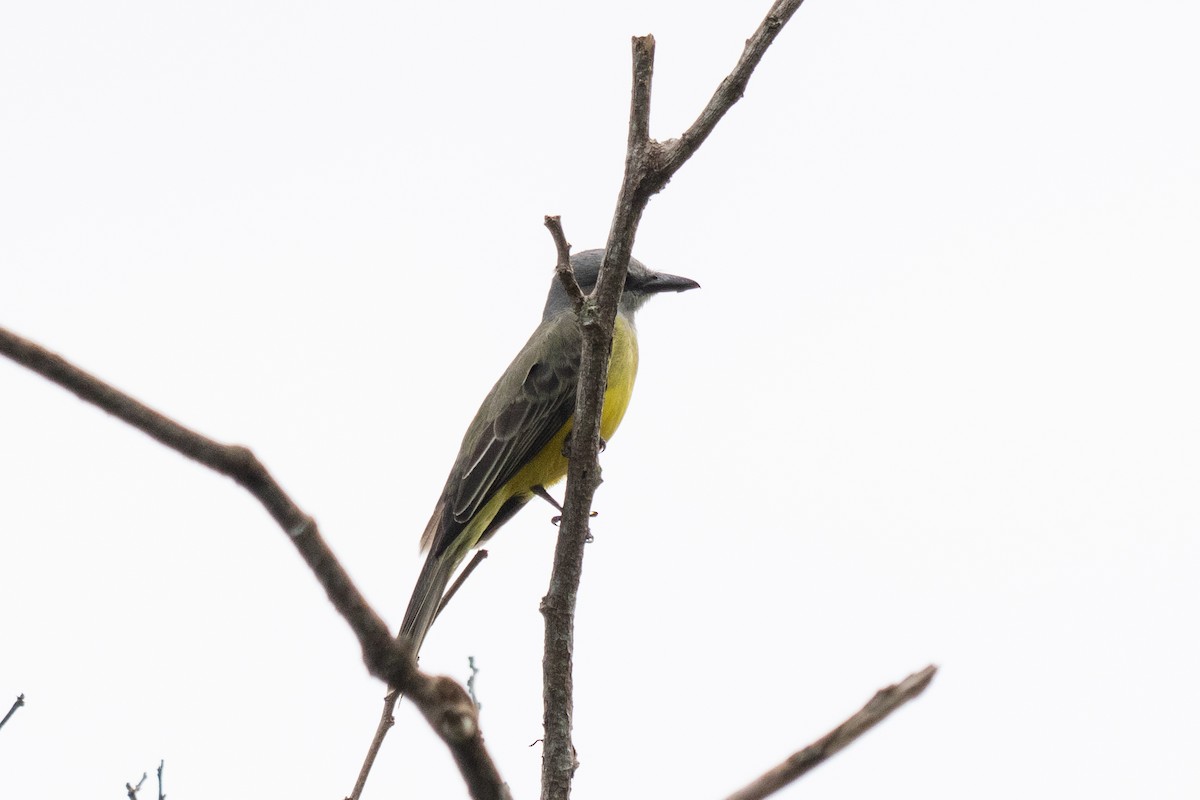 Tropical Kingbird - ML644533464