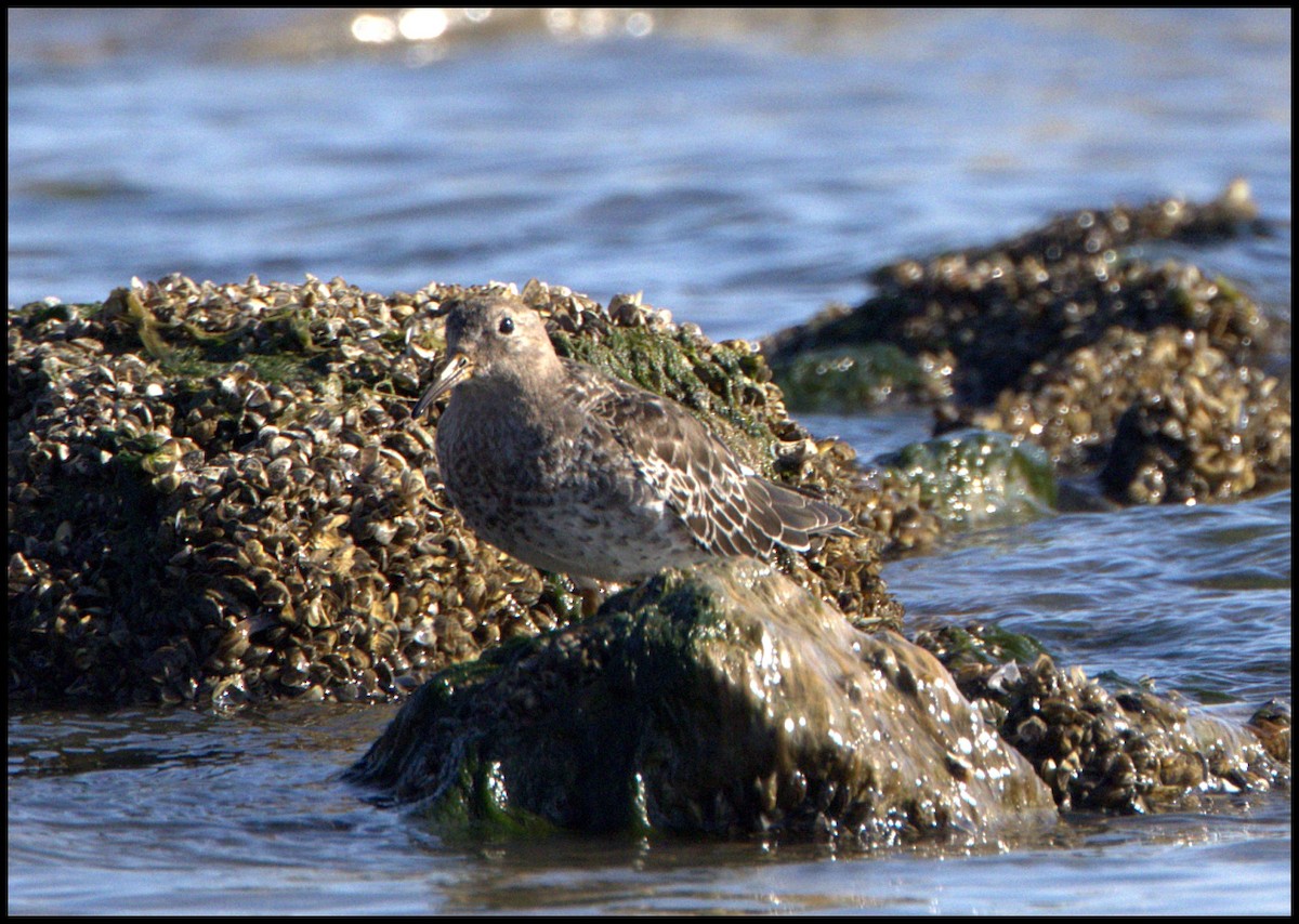 Purple Sandpiper - ML644533466
