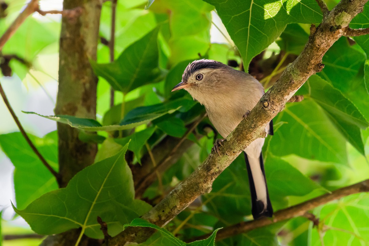 Actinodure à ailes bleues - ML644533476