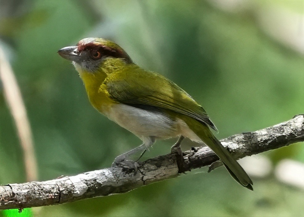 Rufous-browed Peppershrike - ML644533477