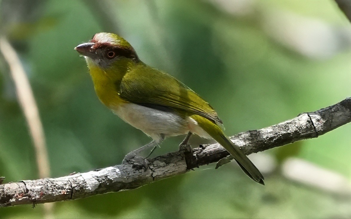 Rufous-browed Peppershrike - ML644533478