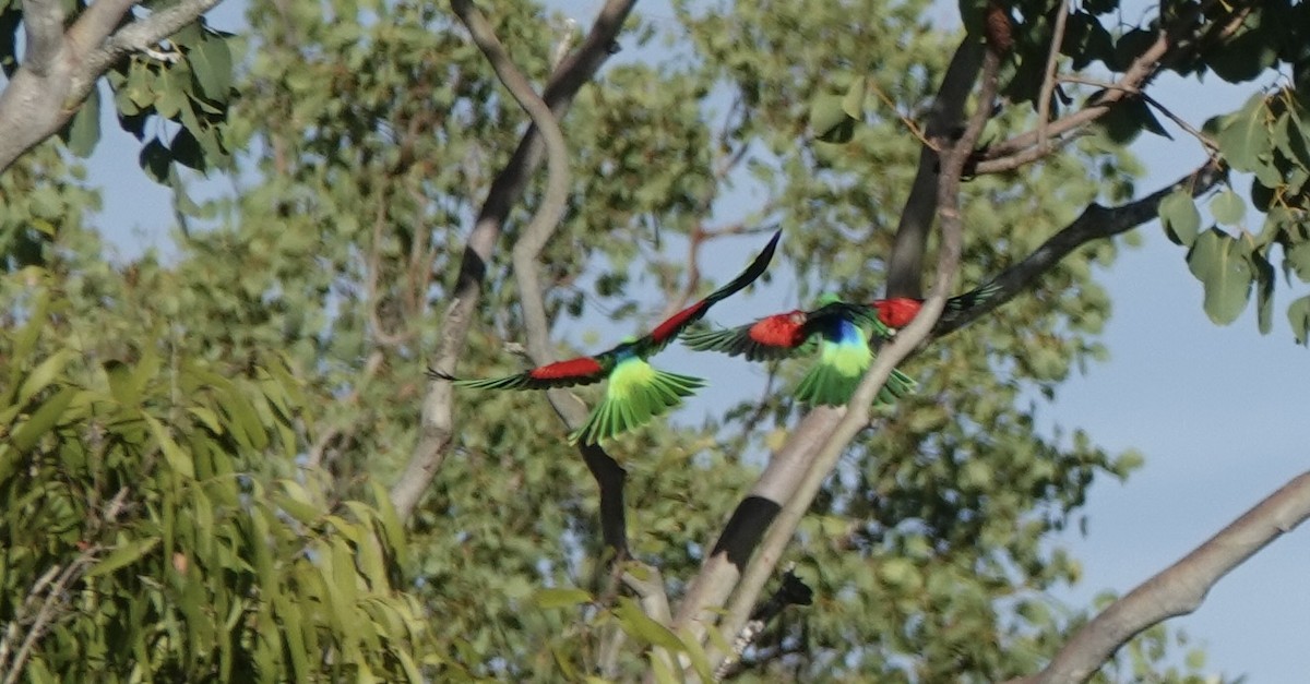 rødvingeparakitt - ML644533491