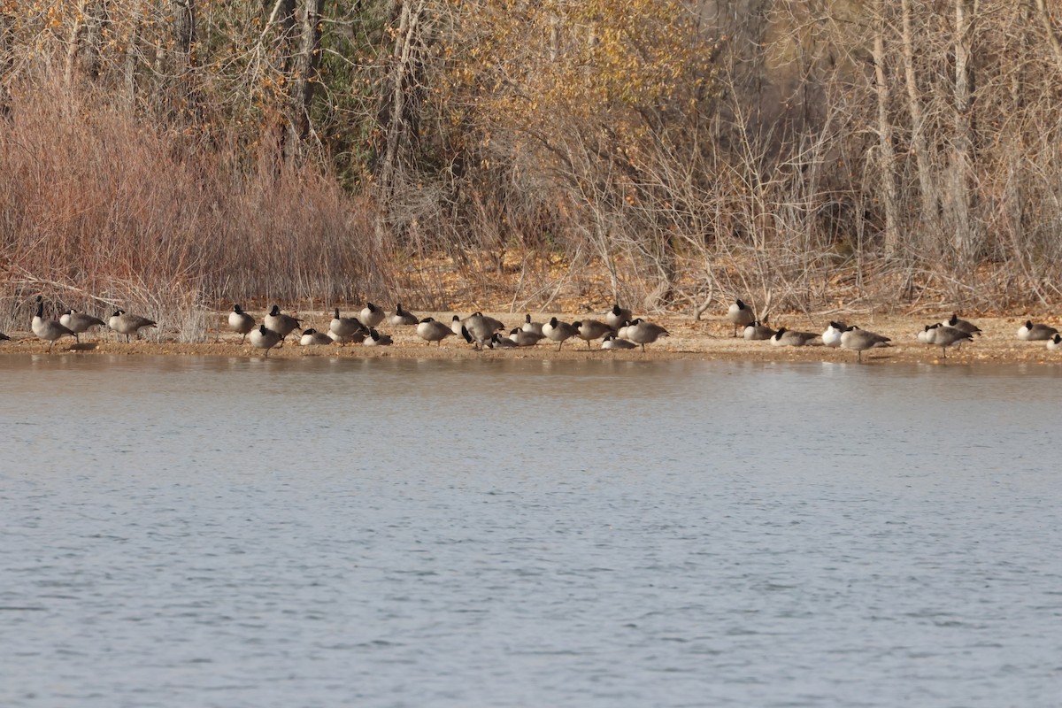 Canada Goose - ML644533499