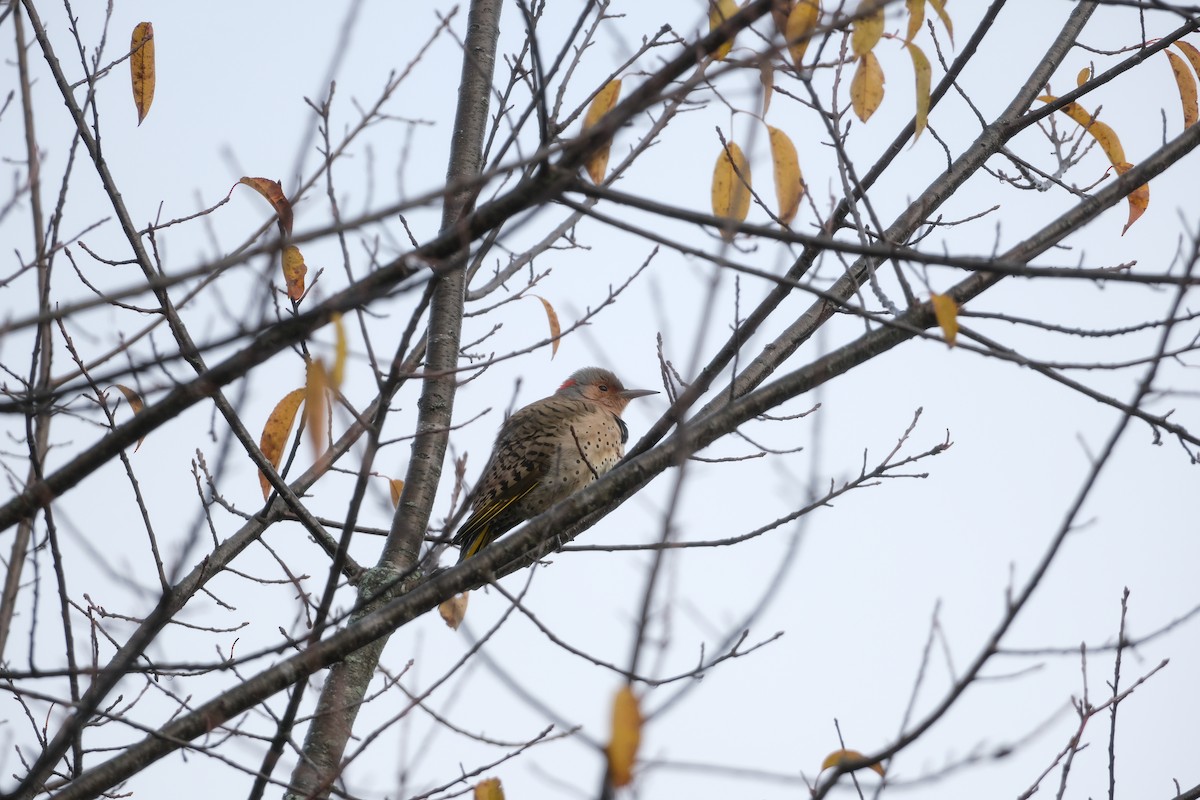 Northern Flicker - ML644533503