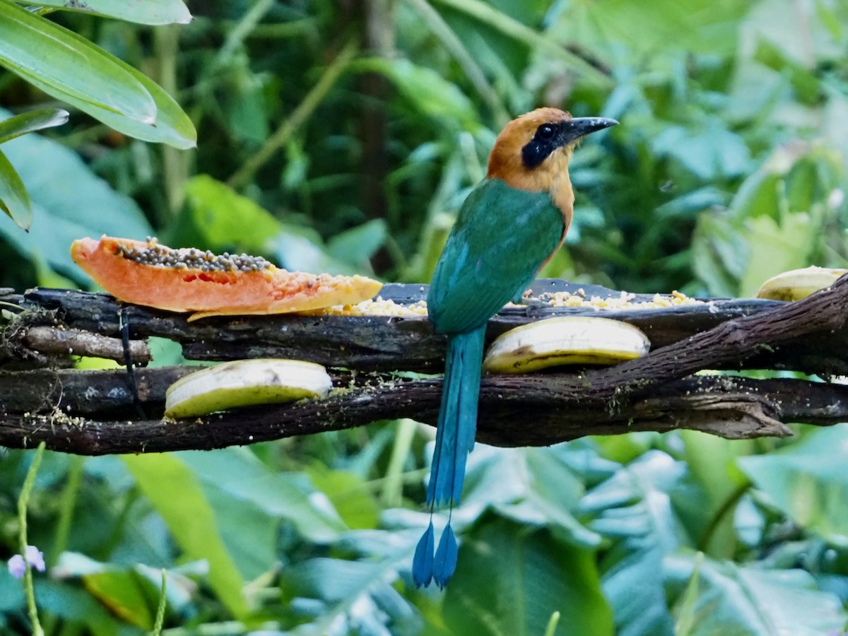 Motmot roux - ML644533517