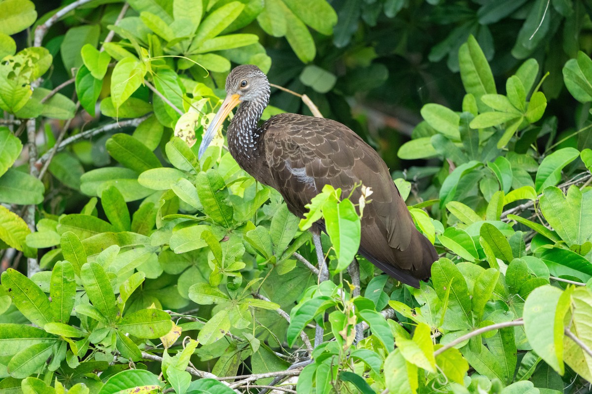 Limpkin - ML644533530
