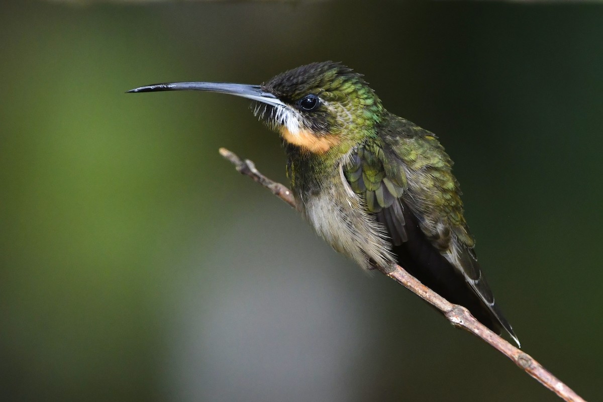 kolibřík světloocasý - ML644533540