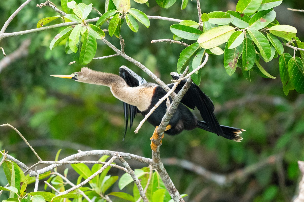 Anhinga - ML644533541