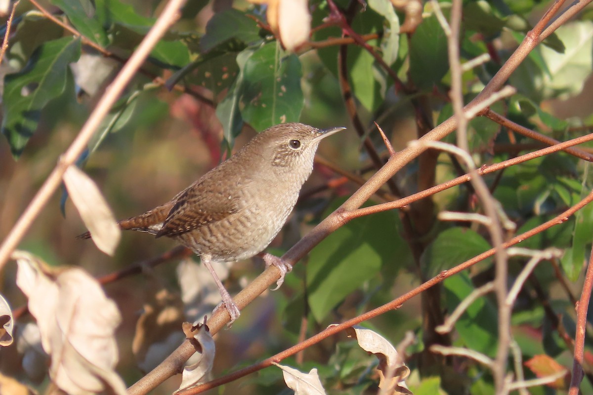 střízlík zahradní - ML644533554