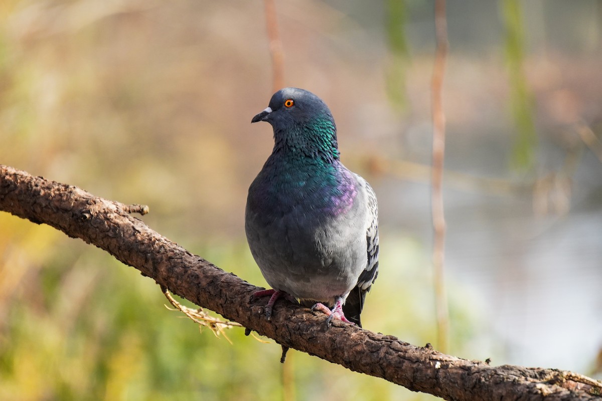 holub skalní - ML644533562