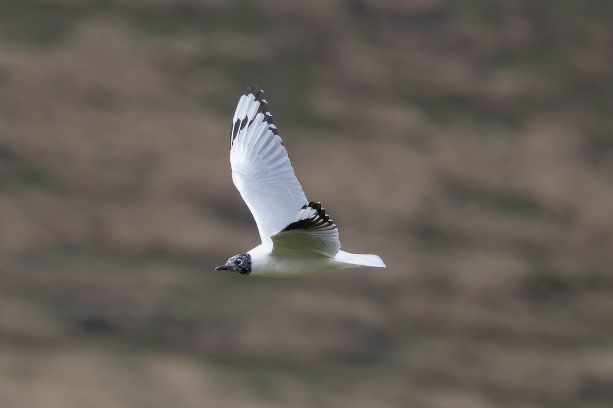 Andean Gull - ML644533563