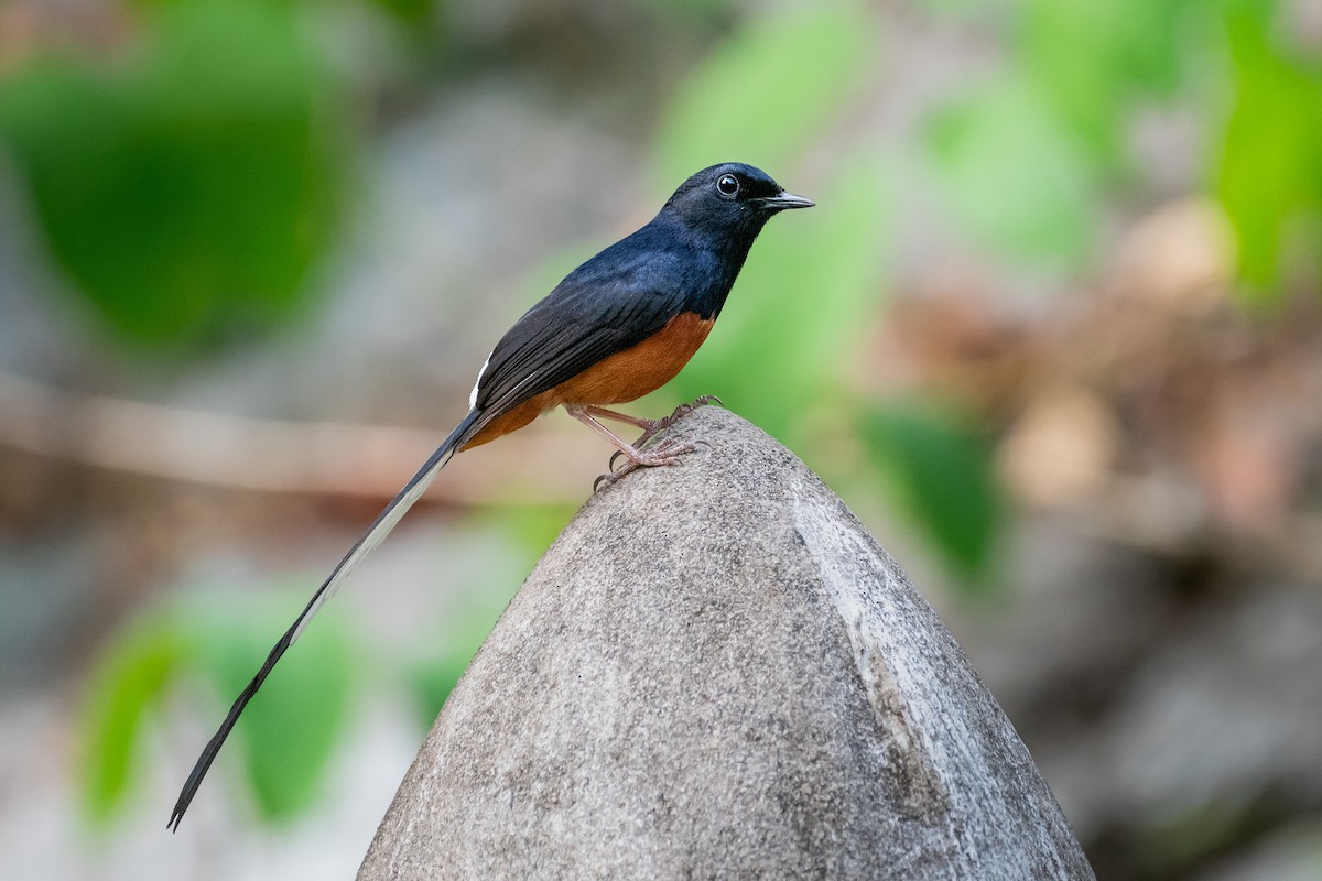 Turdinule calcicole - ML644533566