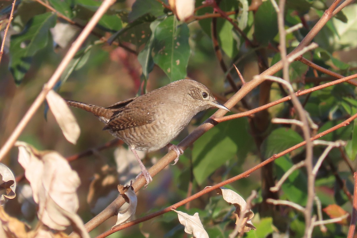 střízlík zahradní - ML644533569